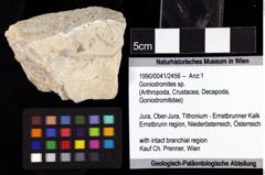 Foto (Objket + Etiketten) von Goniodromites sp. 